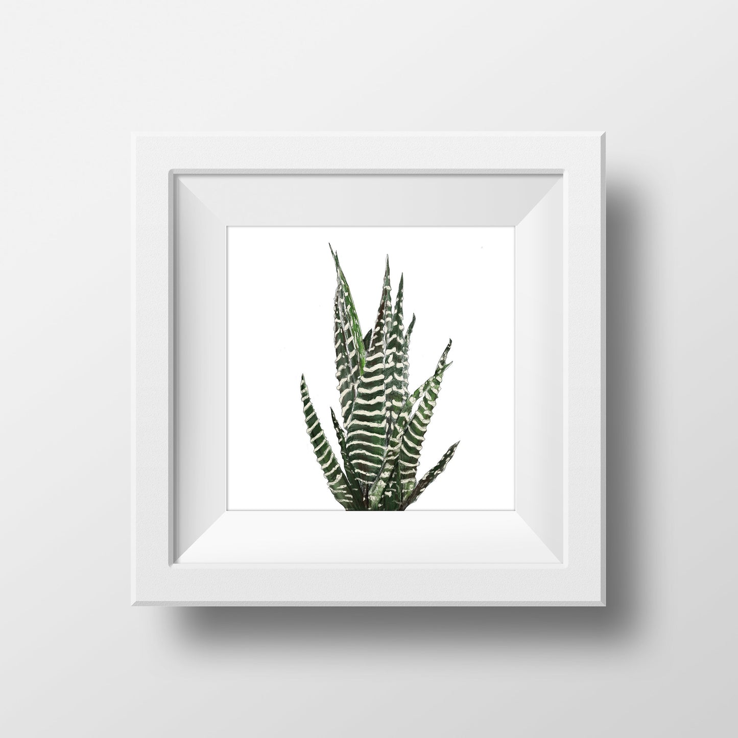 Cactus | Plant Collection | Contemporary Art #1