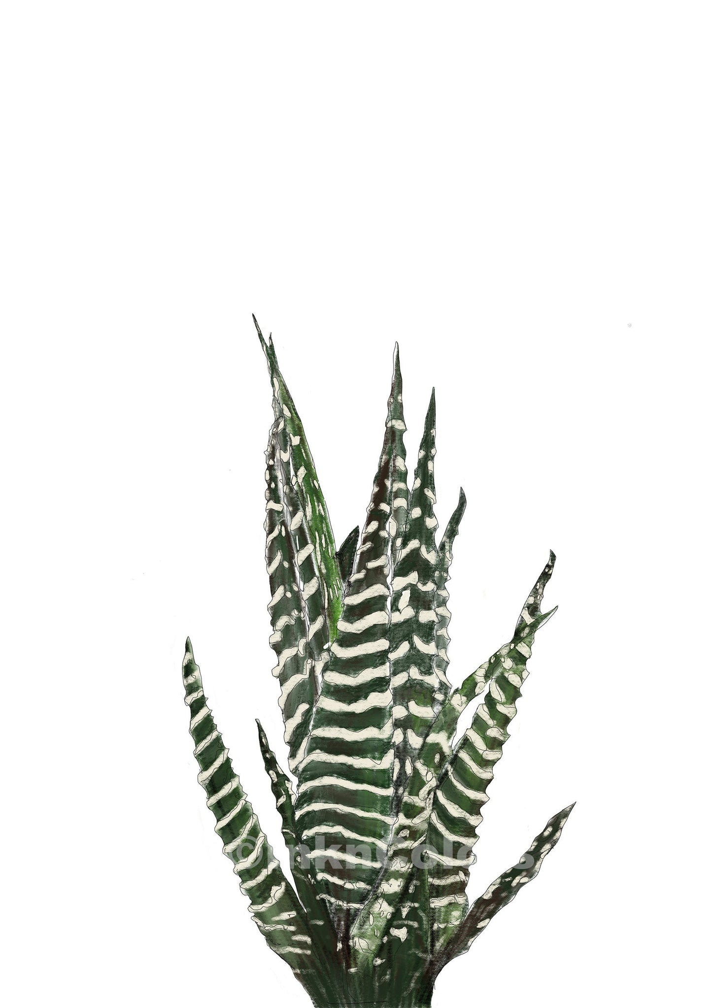 Cactus | Plant Collection | Contemporary Art #1